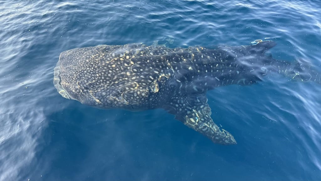 Saleh Bay - SAMOTA - Whalesharks are part of the reason this is a UNESCO Biosphere